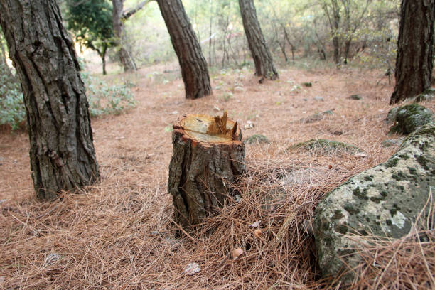 How Our Tree Care Process Works  in  Essex Fells, NJ