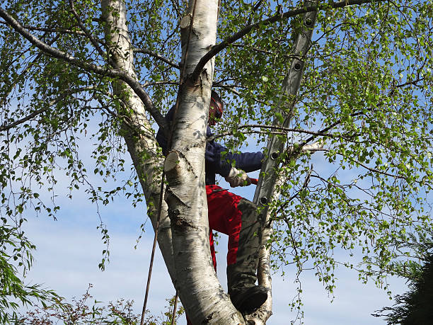 Professional Tree Care in Essex Fells, NJ